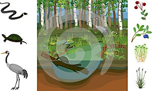 Ecosystem of swamp. Different swamp inhabitants: animals and plants photo
